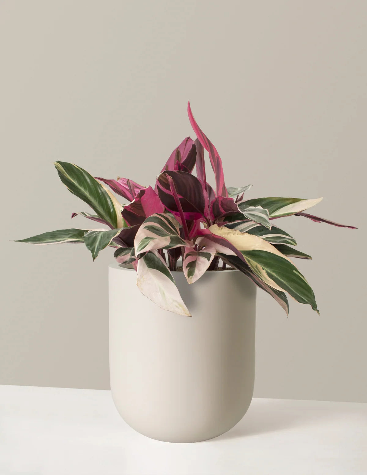 Stromanthe Triostar Live Indoor Plant with Pink, Cream and Green Variegated Leaves in a Medium Planter
