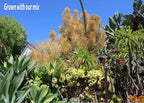 Succulent & Cactus Soil Mix