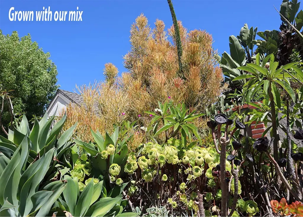 Succulent & Cactus Soil Mix