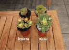 Succulent & Cactus Soil Mix