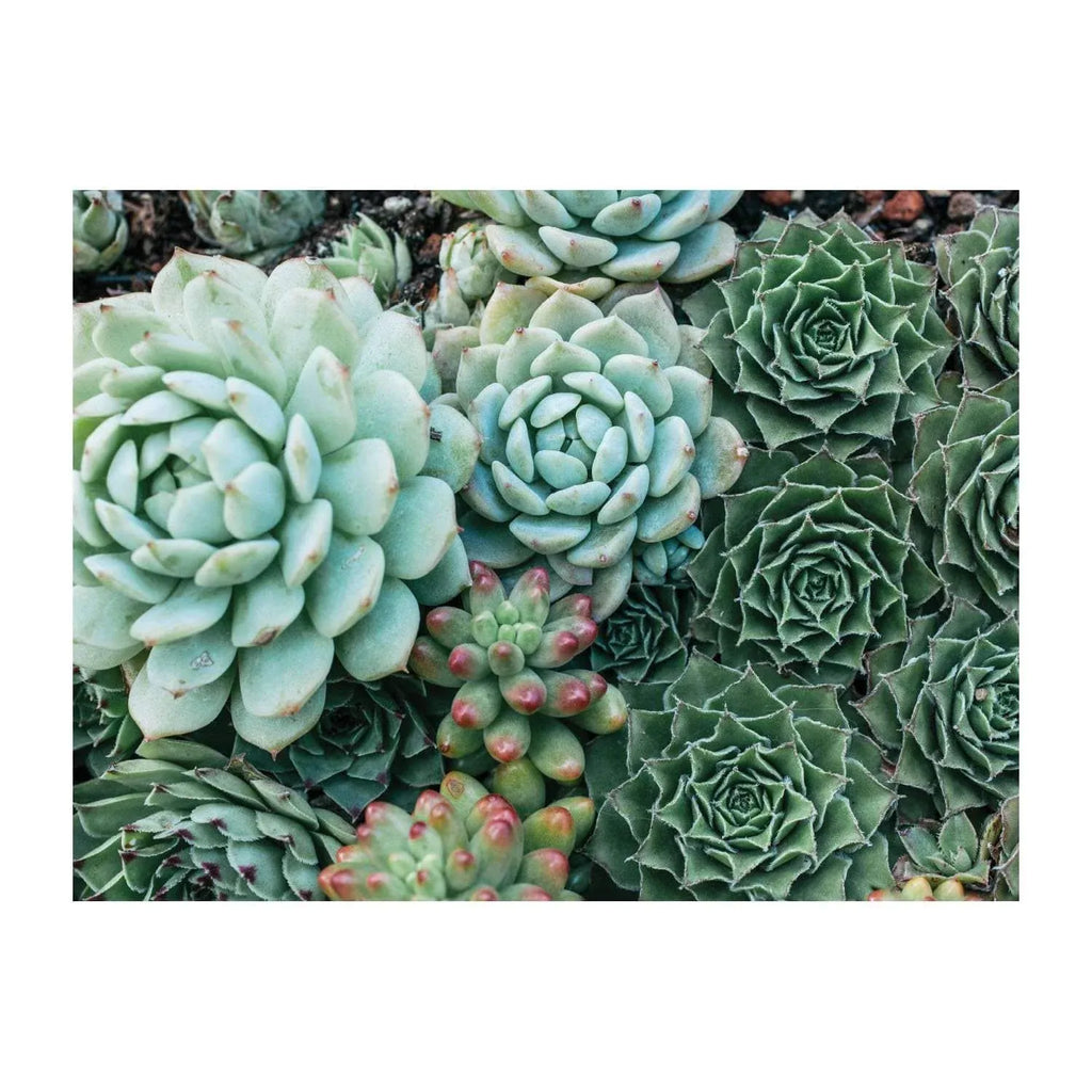 Succulent Garden Double-Sided 500-Piece Jigsaw Puzzle with Ribbon-Cut Pieces and Minimal Puzzle Dust