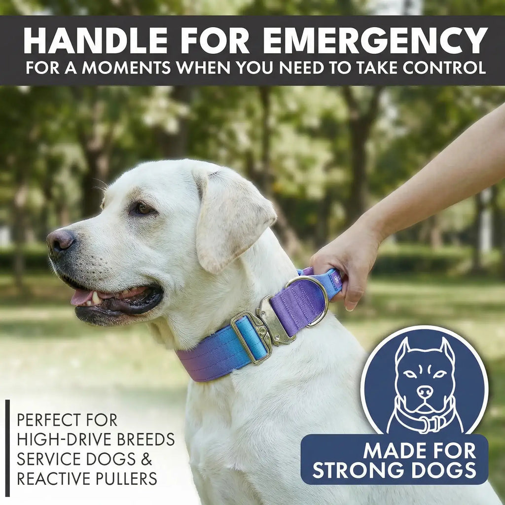 Tactical Dog Collar Set in 90s Retro Style