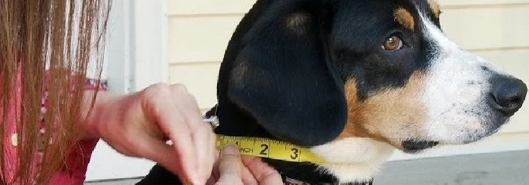 Tactical Dog Training Collar for E-Collar Receivers with Quick Release Buckle, Handle and Multiple Widths