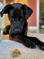 Tiny Dog Treats, 2 lb Bulk Bag