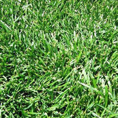 Turf Type Tall Fescue Grass Seed Blend