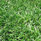 Turf Type Tall Fescue Grass Seed Blend