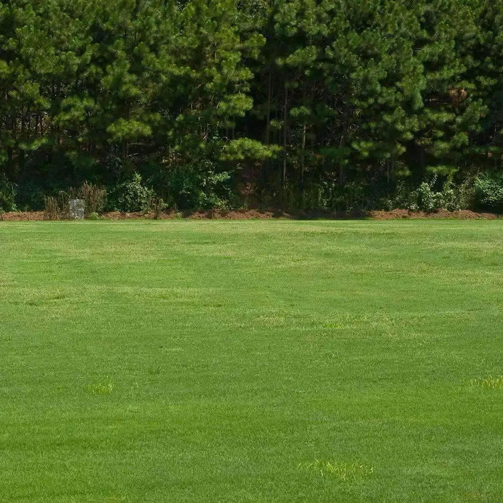 Turf Type Tall Fescue Grass Seed Blend