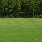 Turf Type Tall Fescue Grass Seed Blend