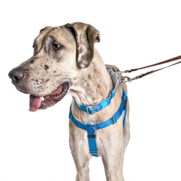 Turquoise No-Pull Dog Harness with a Velvet-Lined Chest Strap and Front and Back Leash Attachments