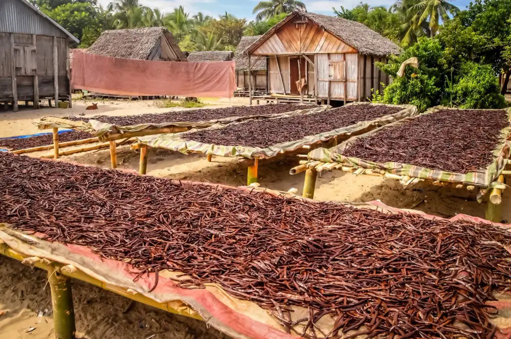 Ugandan Vanilla Beans