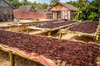 Ugandan Vanilla Beans