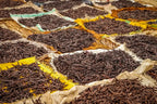 Ugandan Vanilla Beans