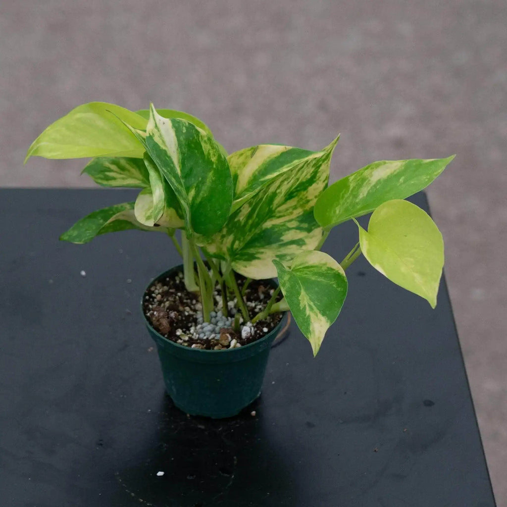 Variegated Neon Pothos Live Plant, 3"