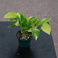 Variegated Neon Pothos Live Plant, 3"