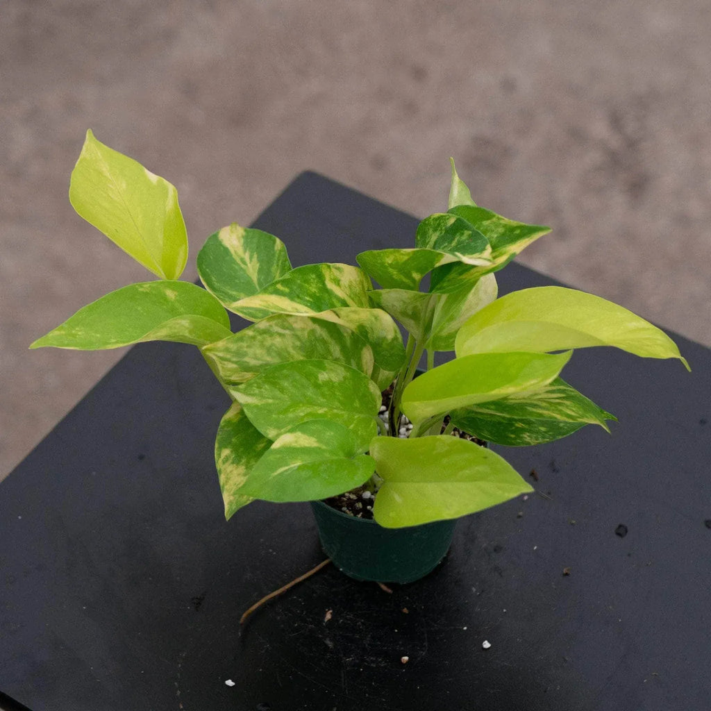 Variegated Neon Pothos Live Plant