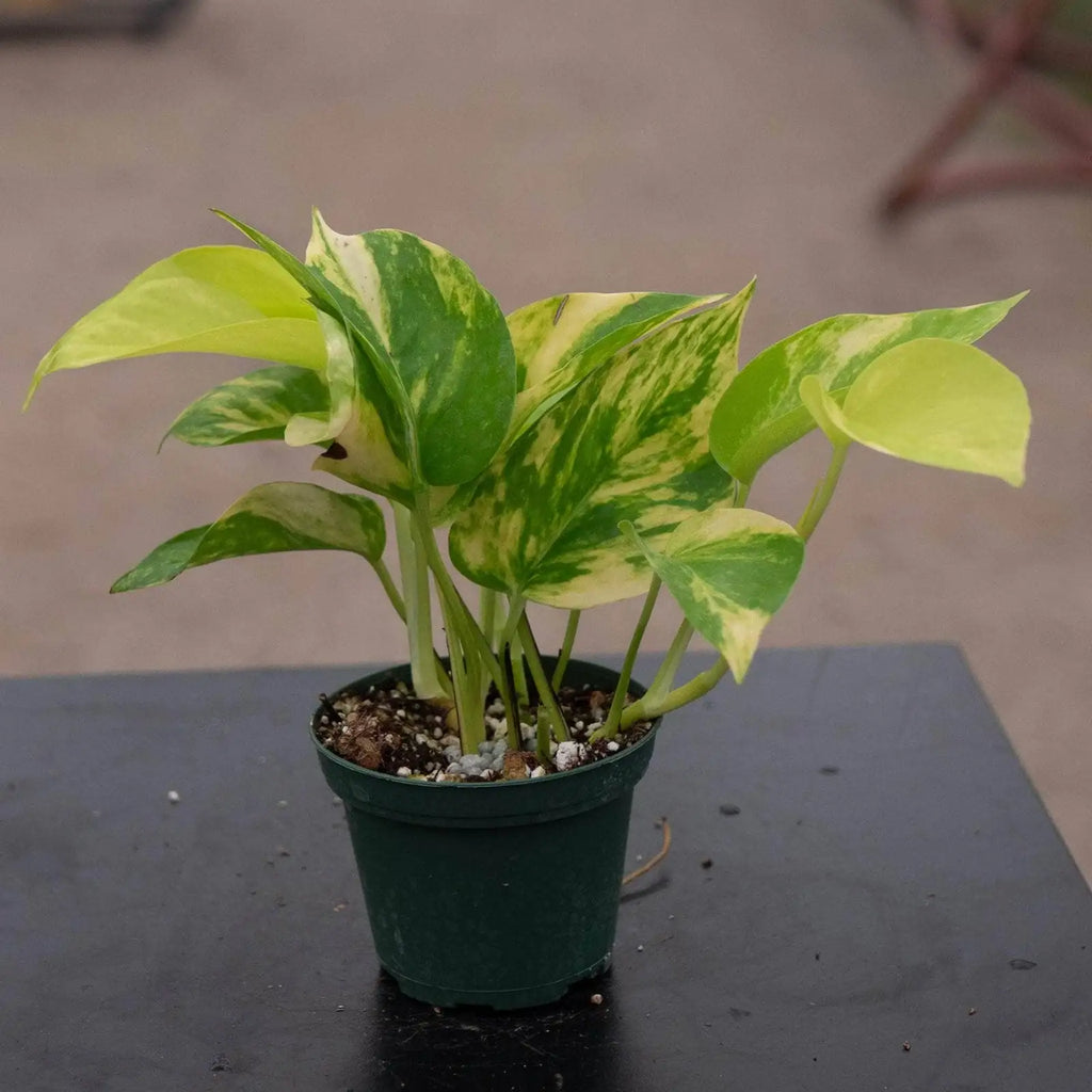 Variegated Neon Pothos Live Plant