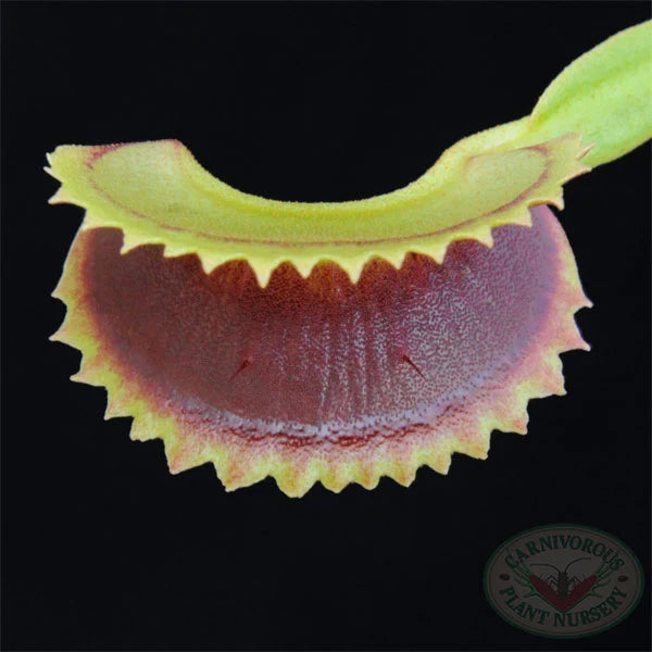 Venus Flytrap Dentate Traps
