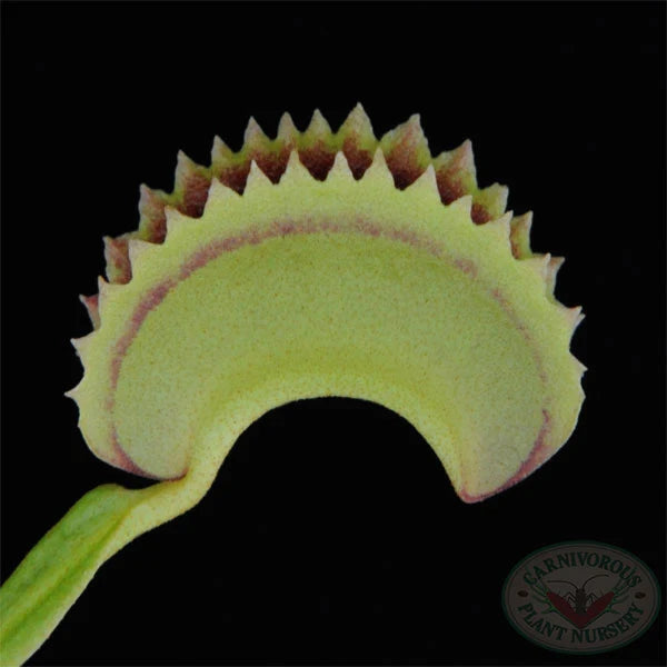 Venus Flytrap Dentate Traps