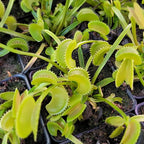 Venus Flytrap Dentate Traps