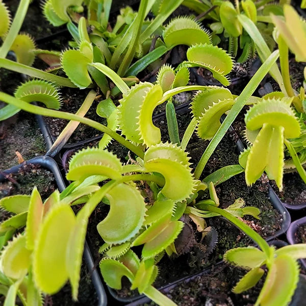 Venus Flytrap Dentate Traps