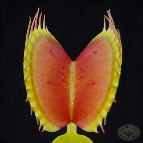 Venus Flytrap King Henry Giant Cultivar