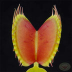 Venus Flytrap King Henry Giant Cultivar