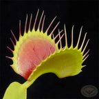 Venus Flytrap King Henry Giant Cultivar