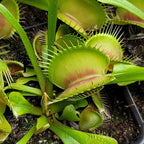 Venus Flytrap King Henry Giant Cultivar