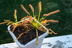 Venus Flytrap Repotting Kit with Pre-Rinsed Soil Mix and Tall White Drainage Planters · Pre-rinsed hand-mixed substrate