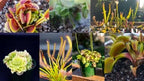Venus Flytrap Repotting Kit with Pre-Rinsed Soil Mix and Tall White Drainage Planters · Pre-rinsed hand-mixed substrate