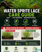 Water Sprite Aquarium Plant
