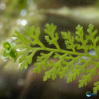 Water Sprite Aquarium Plant