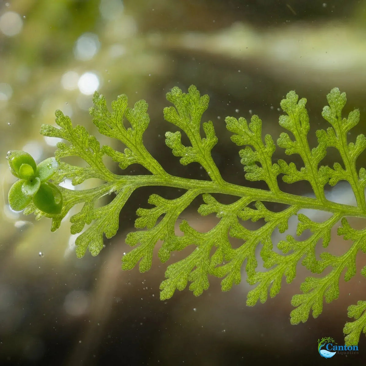 Water Sprite Aquarium Plant