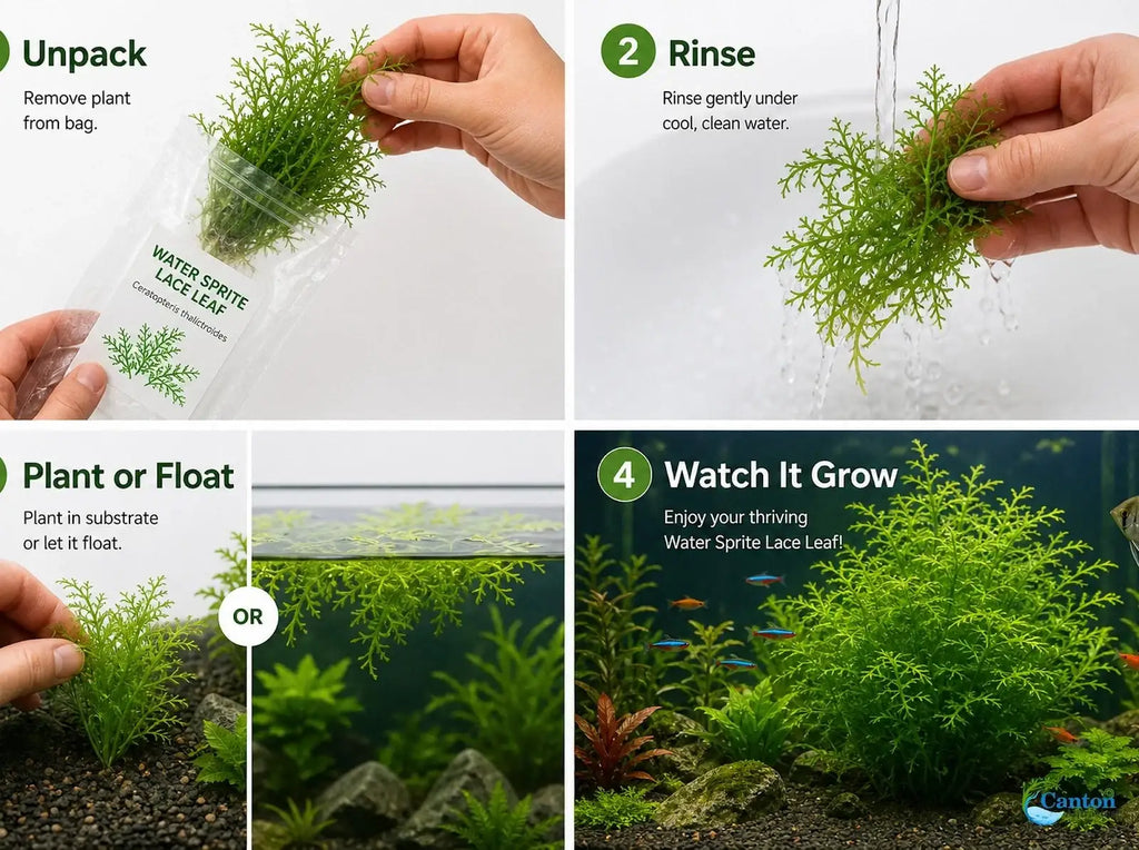 Water Sprite Aquarium Plant