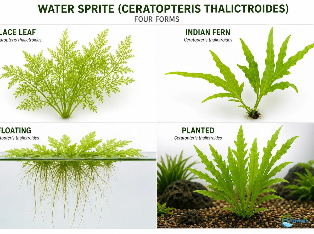 Water Sprite Aquarium Plant