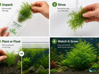 Water Sprite Aquarium Plant