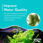 Water Sprite Aquarium Plant
