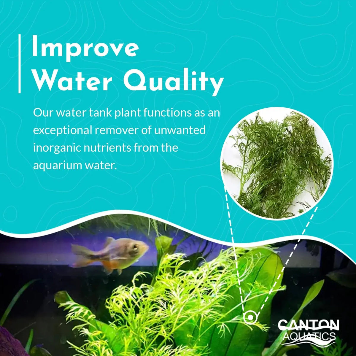 Water Sprite Aquarium Plant