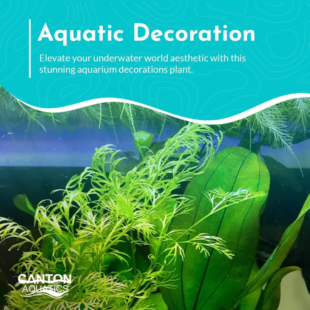 Water Sprite Aquarium Plant