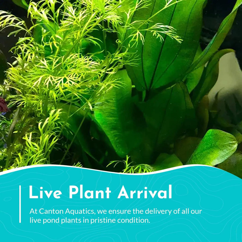 Water Sprite Aquarium Plant
