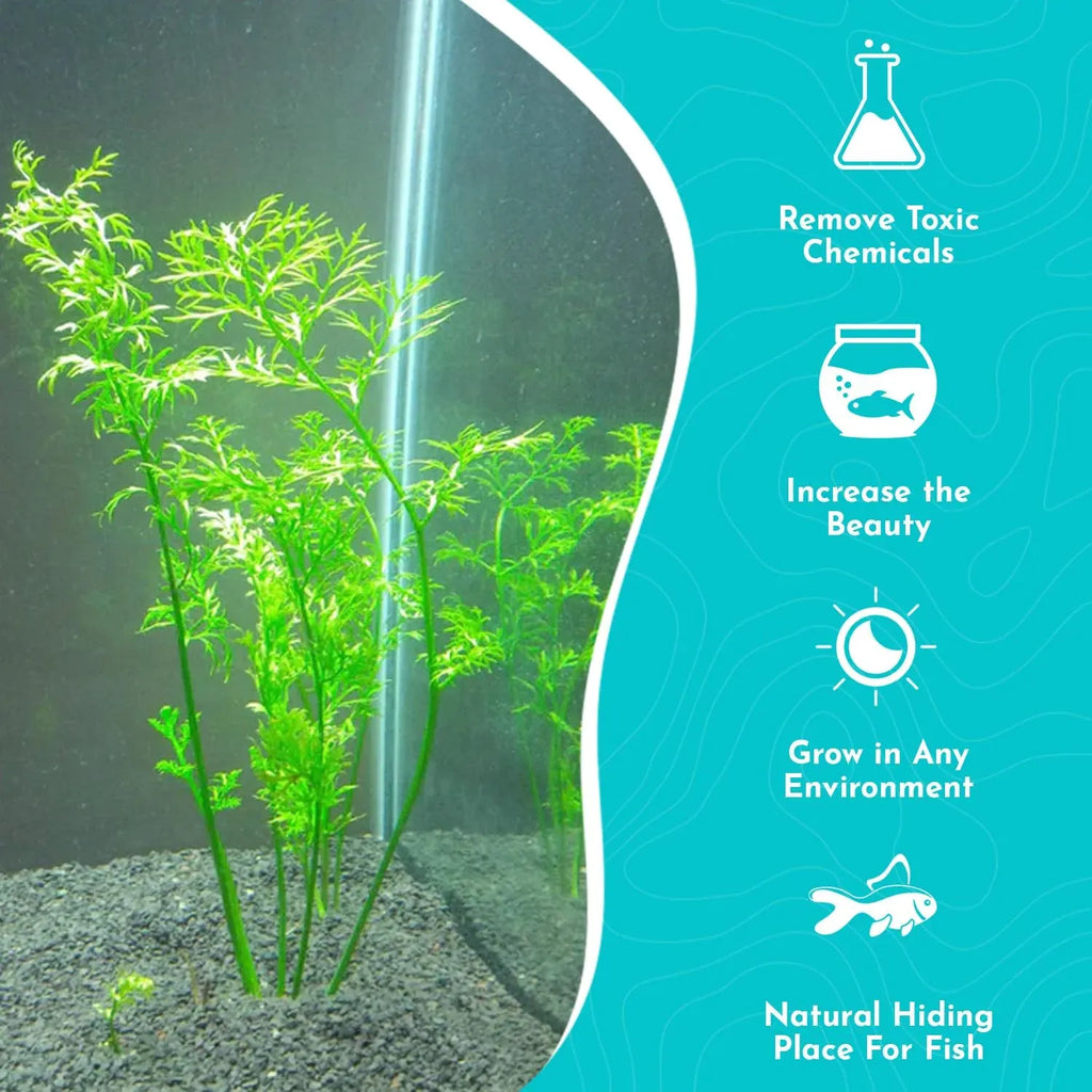 Water Sprite Aquarium Plant