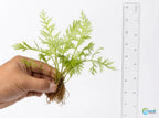 Water Sprite Aquarium Plant
