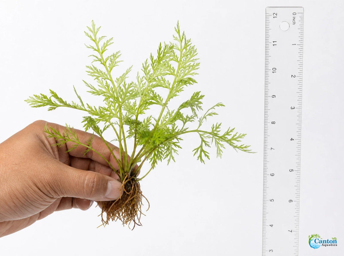 Water Sprite Aquarium Plant