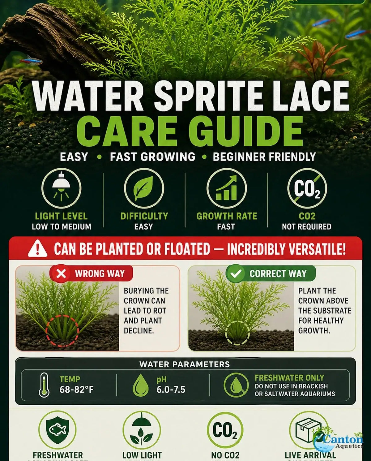 Water Sprite Aquarium Plant