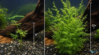 Water Sprite Aquarium Plant