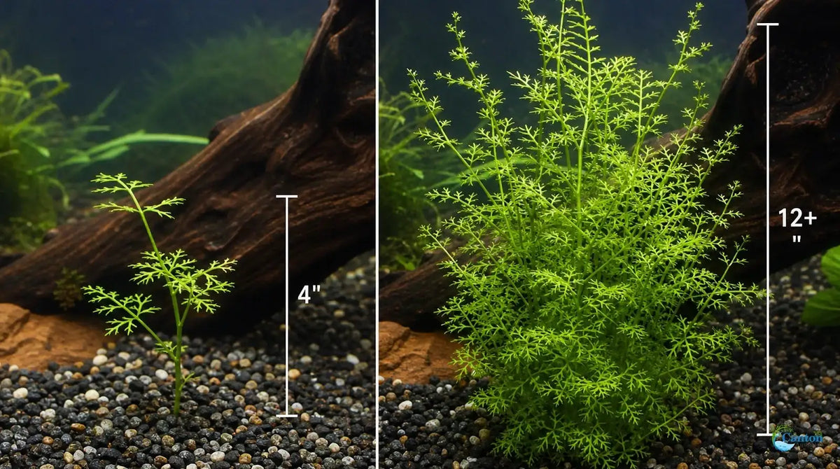 Water Sprite Aquarium Plant