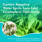 Water Sprite Aquarium Plant