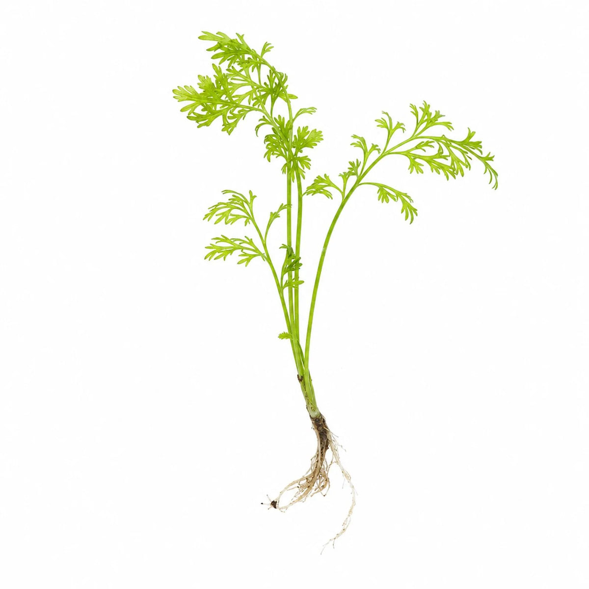 Water Sprite Aquarium Plant, Small (5-8 Inches)
