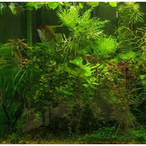 Water Wisteria Aquarium Plant with Bright Green Leaves, Fast Stem Growth and Flexible Background Placement