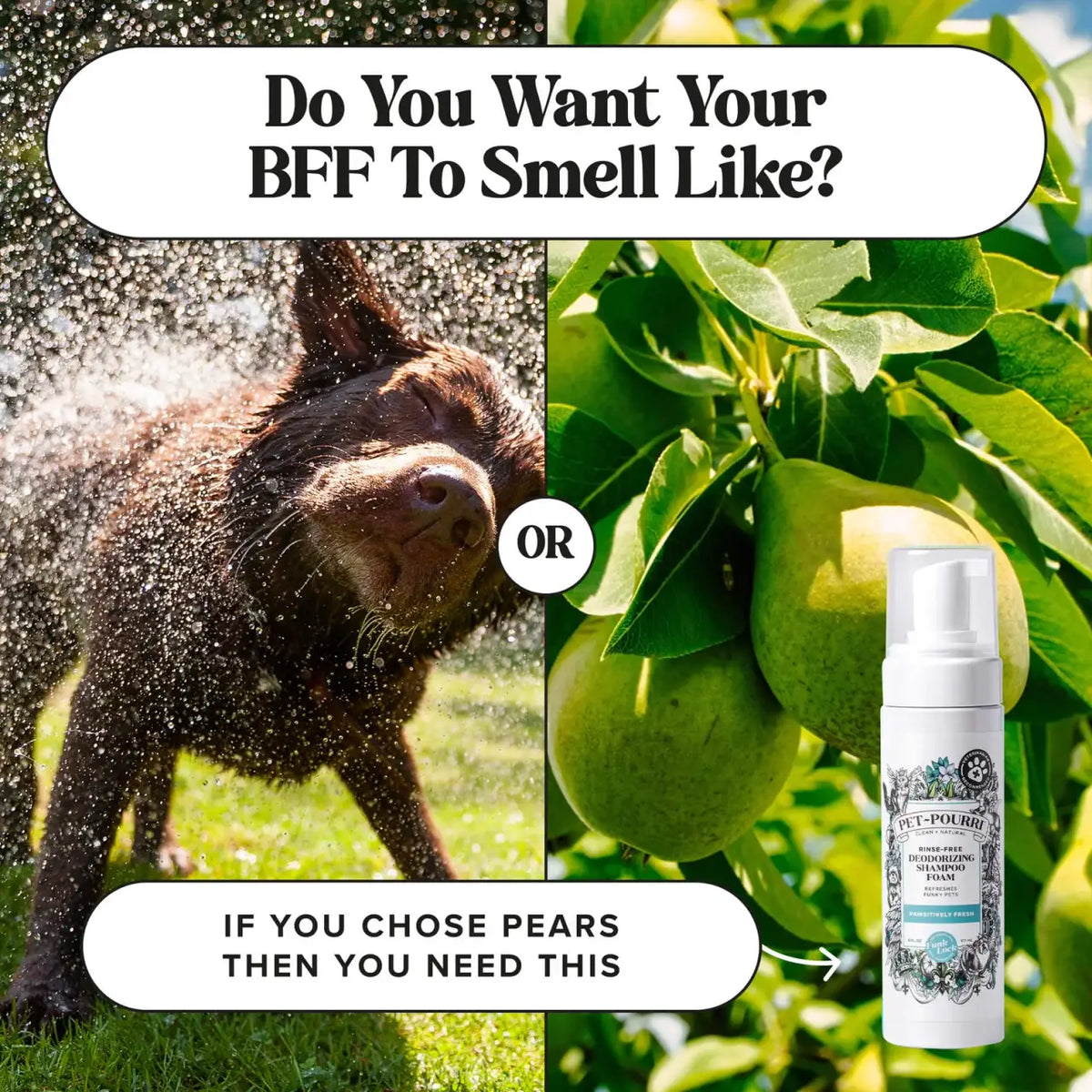 Waterless Dog Shampoo for Quick No-Rinse Coat Refresh with Pineapple, Jasmine and Pear Scent